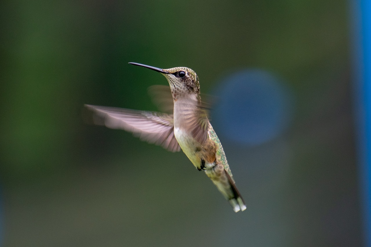Attracting Hummingbirds to Your Garden